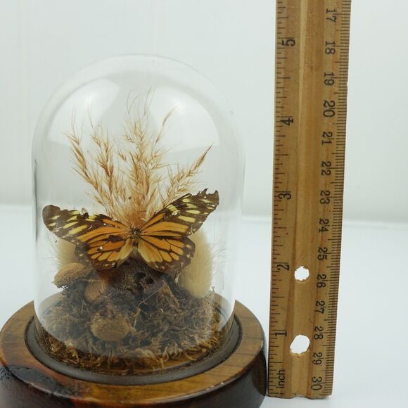 Monarch Butterfly Under Glass Dome Mounted on a Wood Base - Picture 8 of 8